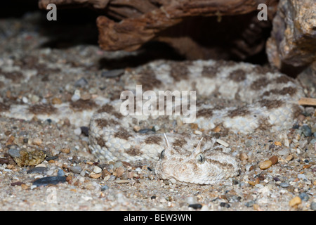 Cornuto Desert Viper, Cerastes cerastes, Deserto Libico, Egitto Foto Stock