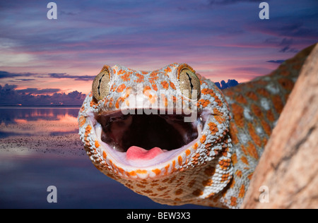 Vino di Tokay Gecko Gekko gecko, Papua Occidentale, Misool, Indonesia Foto Stock