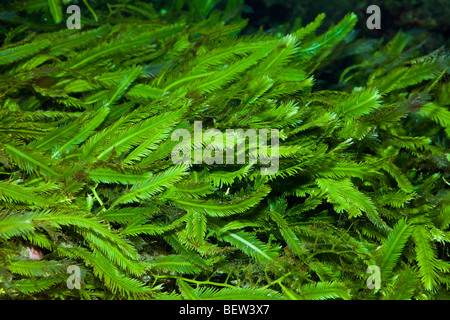 Killer alghe Caulerpa, Caulerpa, Mare mediterraneo, Francia Foto Stock