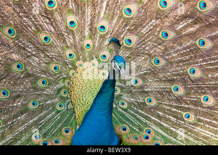 Peafowl blu, Pavo christatus Foto Stock