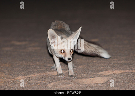 La Volpe del deserto di notte, Vulpes Zerda, Deserto Libico, Egitto Foto Stock