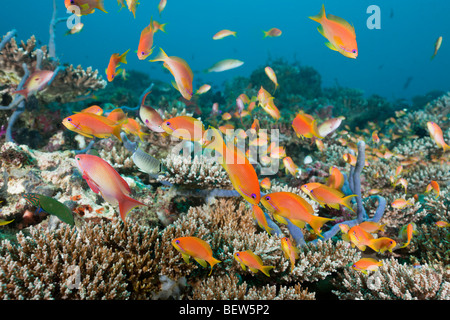 Lyretail Anthias in Coral Reef, Pseudanthias squamipinnis, Nord atollo di Ari, Maldive Foto Stock