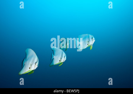 Longfin, Batfish Platax teira, Nord atollo di Ari, Maldive Foto Stock