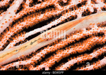 Whip-Gobi sul mare fan, Bryaninops loki, Ellaidhoo House Reef, Nord atollo di Ari, Maldive Foto Stock