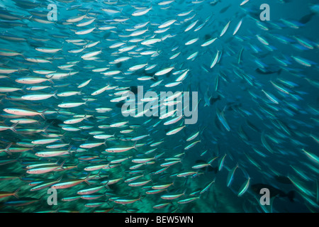 Secca di Neon, Fusilier Pterocaesio tile, Himendhoo Thila, Nord atollo di Ari, Maldive Foto Stock