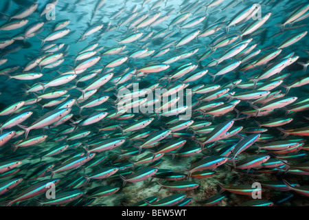 Neon, Fusilier Pterocaesio tile, Himendhoo Thila, Nord atollo di Ari, Maldive Foto Stock