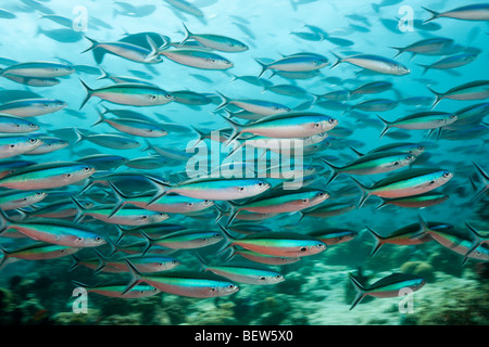 Neon, Fusilier Pterocaesio tile, Himendhoo Thila, Nord atollo di Ari, Maldive Foto Stock