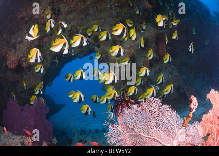 Mascherati, Bannerfish Heniochus monoceros, Himendhoo Thila, Nord atollo di Ari, Maldive Foto Stock