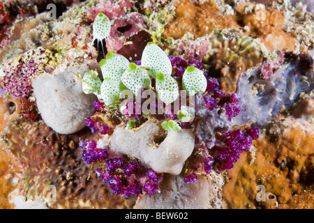 Colorato Tunicati, Didemnum molle, Himendhoo Thila, Nord atollo di Ari, Maldive Foto Stock