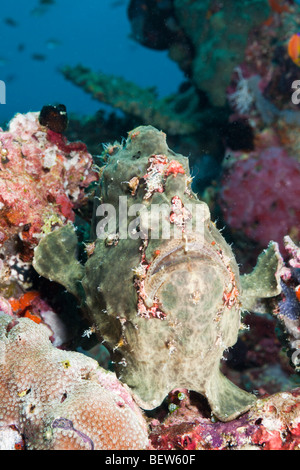 Il gigante verde pesce rana, Antennarius commersonii, Nord atollo di Ari, Maldive Foto Stock