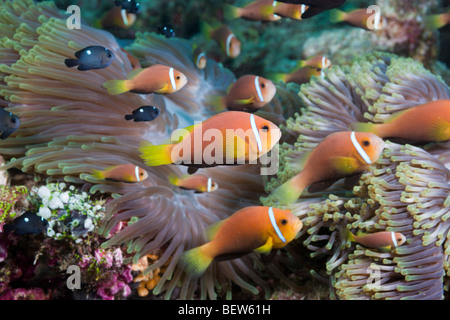 Maldive Anemonefish nella magnifica Anemone, Amphiprion nigripes, Heteractis magnifica, Nord atollo di Ari, Maldive Foto Stock