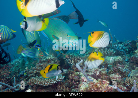 Coralfishes sulla barriera corallina, Nord atollo di Ari, Maldive Foto Stock