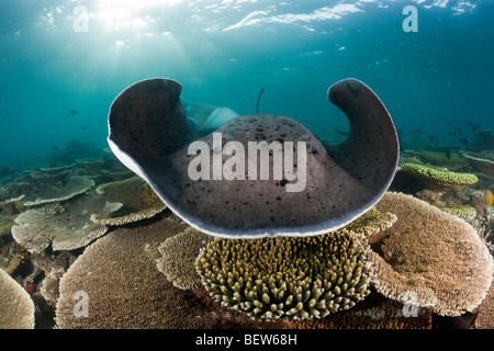 Blackspotted Stingray, Taeniura meyeni, Ellaidhoo House Reef, Nord atollo di Ari, Maldive Foto Stock