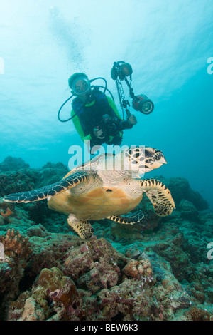 Subacqueo e la tartaruga embricata, Eretmochelys imbricata, Grotte di Kandooma, South Male Atoll, Maldive Foto Stock