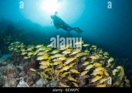 Secca di Bluestripe snapper e subacqueo, Lutjanus kasmira, Medhu Faru Reef, South Male Atoll, Maldive Foto Stock