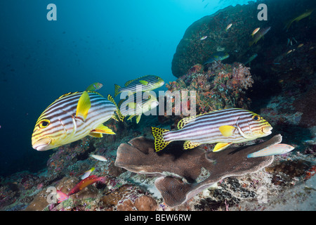 Oriental Sweetlips in Coral Reef, Plectorhinchus vittatus, Medhu Faru Reef, South Male Atoll, Maldive Foto Stock