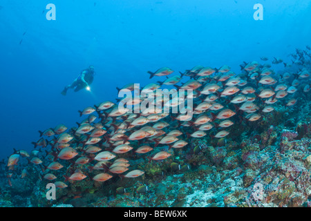 Humpback snapper e subacqueo, Lutjanus gibbus, angolo di cacao, South Male Atoll, Maldive Foto Stock