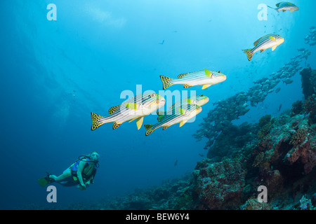 Oriental Sweetlips e subacqueo, Plectorhinchus orientalis, angolo di cacao, South Male Atoll, Maldive Foto Stock