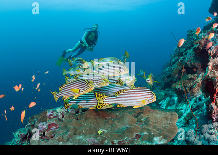 Oriental Sweetlips e subacqueo, Plectorhinchus orientalis, angolo di cacao, South Male Atoll, Maldive Foto Stock