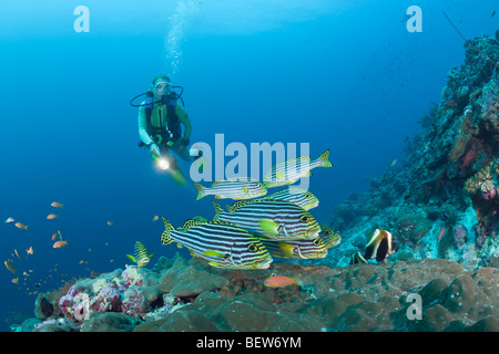 Oriental Sweetlips e subacqueo, Plectorhinchus orientalis, angolo di cacao, South Male Atoll, Maldive Foto Stock