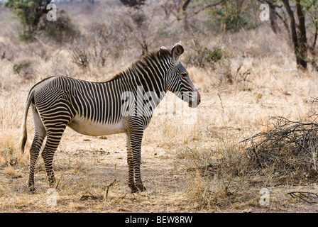 Grevy zebra (Equus grevyi), Kenya, Africa, vista laterale Foto Stock