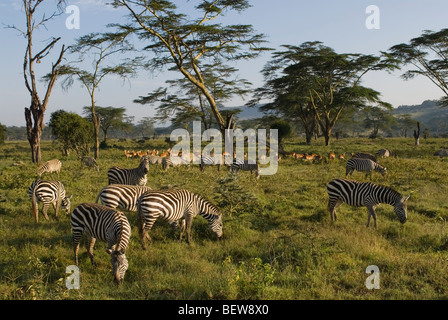 Mandria di pianura zebre (Equus quagga) e Impala (Aepyceros melampus), Kenya, Africa Foto Stock