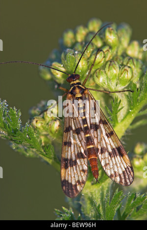 Scorpion fly, panorpa spec, close-up Foto Stock