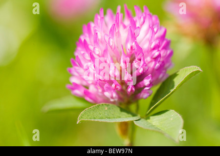 Trifoglio rosso (Trifolium pratense), close-up Foto Stock