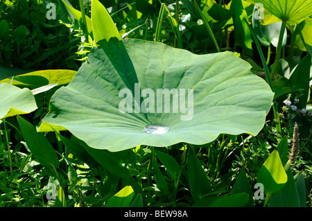 Wasser auf der Oberfläche eines Lotosblattes. - Acqua sulla superficie di una foglia di loto. Foto Stock