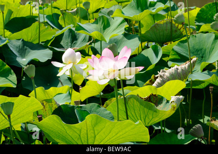 Wasserpflanze Nelumbo nucifera. - Impianto di acqua Nelumbo nucifera. Foto Stock