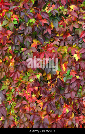 Virginia multicolore superriduttore le foglie in autunno.Parthenocissus quinquefolia Foto Stock