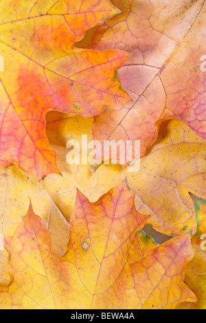 Foglie di autunno Sycamore Acer pseudoplatarus (Aceraceae) Foto Stock