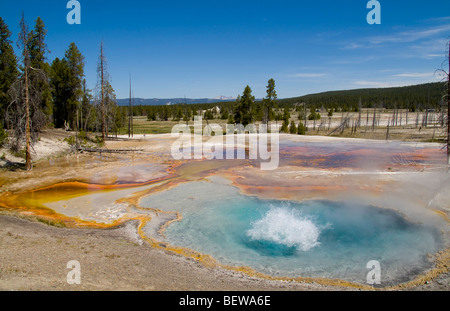 Beryl molla, il Parco Nazionale di Yellowstone, STATI UNITI D'AMERICA Foto Stock