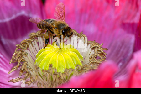 Ape su un fiore, close-up Foto Stock