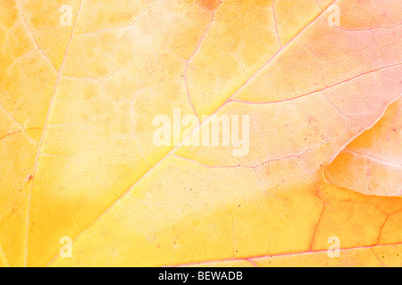 Foglie di autunno Sycamore Acer pseudoplatarus (Aceraceae) Foto Stock