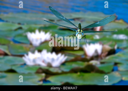 Southern hawker (Aeshna cyanea) volando sopra ninfee, close-up Foto Stock