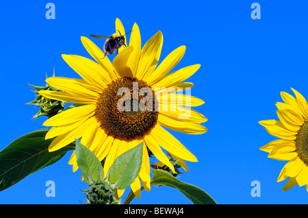 Giardino bumblebee (Bombus hortorum) su un girasole, full shot Foto Stock
