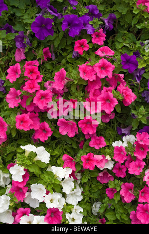 Primo piano di fiori misti rosa viola e bianchi di petunia in un cesto di fiori appeso Foto Stock