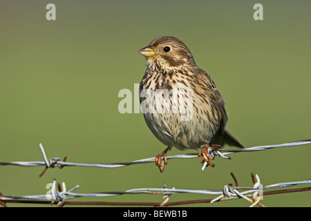 Corn Bunting (Miliaria calandra) seduto sul filo spinato, close-up Foto Stock