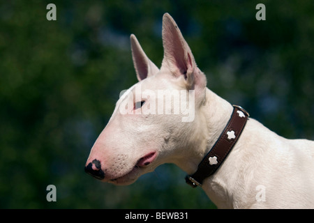 Bull Terrier, profilo Foto Stock