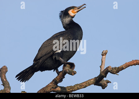 Cormorano (Phalacrocorax carbo) seduto sul ramo, vista laterale Foto Stock