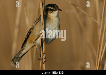 Phylloscopus collybita Foto Stock