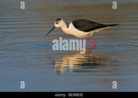 Black-winged Stilt (Himantopus himantopus) guadare attraverso acqua, vista laterale Foto Stock