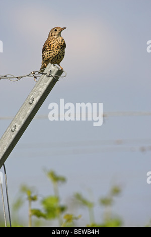 Tordo Mistle (Turdus viscivorus) seduto sul post Foto Stock