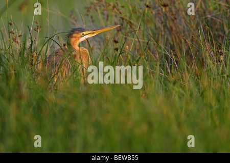 Airone rosso (Ardea purpurea) seduto tra i canneti, vista laterale Foto Stock