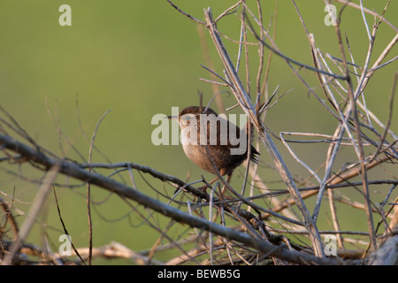 Troglodytes troglodytes, full shot Foto Stock