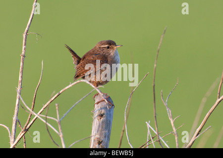 Troglodytes troglodytes, full shot Foto Stock