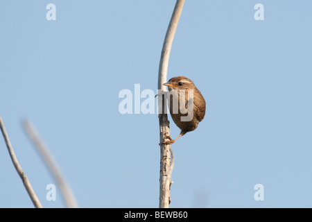 Troglodytes troglodytes, full shot Foto Stock