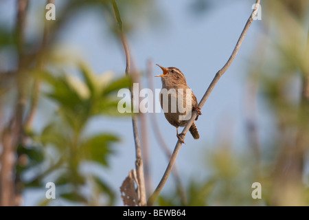 Troglodytes troglodytes, full shot Foto Stock