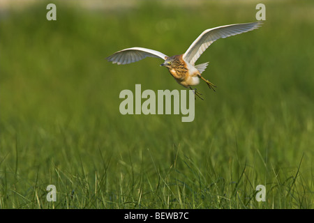 Sgarza ciuffetto (Ardeola ralloides) volare su canne Foto Stock